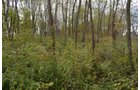 Woods - 1,540 sq. ft. Ranch Style Country Home on Nearly 3 Acres